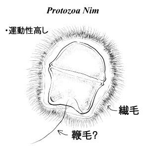 protozoa-nim.jpg 295295 22K